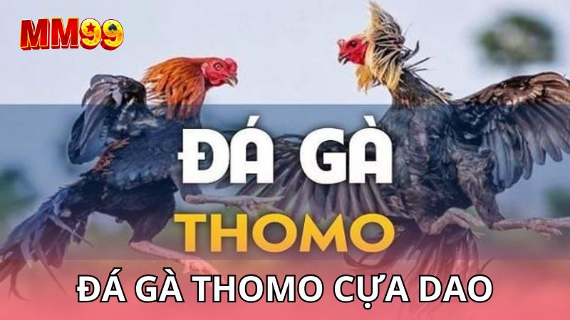 Đá gà Thomo cựa dao