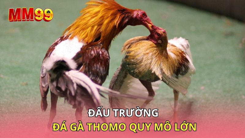 Đấu trường đá gà Thomo quy mô lớn