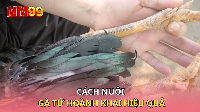 Cách nuôi gà tứ hoành khai hiệu quả
