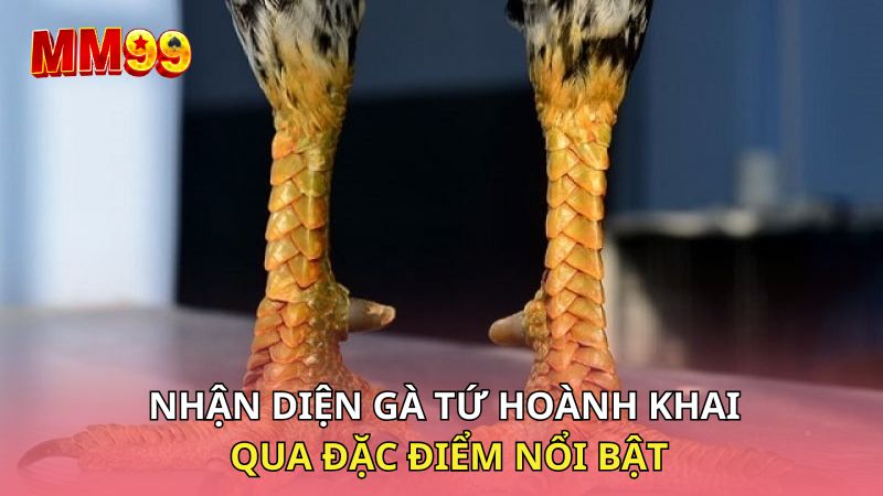 Nhận diện gà tứ hoành khai qua đặc điểm nổi bật