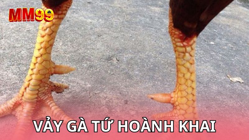 Vảy gà tứ hoành khai